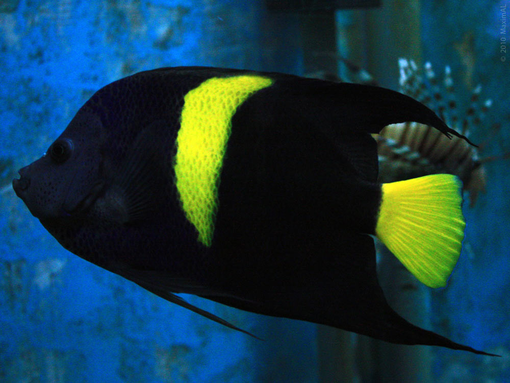 Чёрно-жёлтая рыба