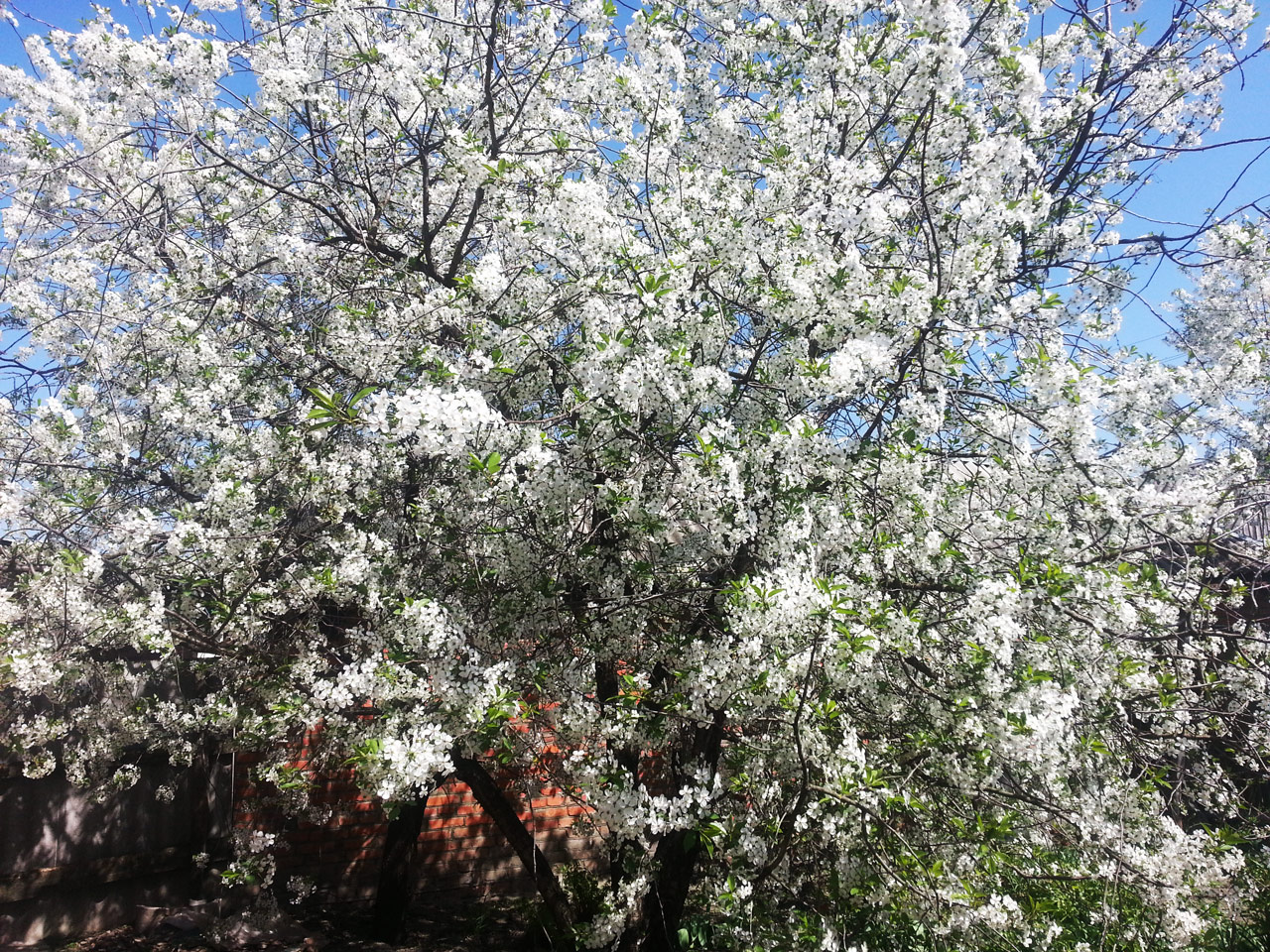 Цвет вишни в начале мая